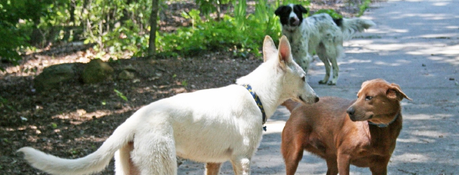 Varese città dei cani, sono 9.443 quelli registrati