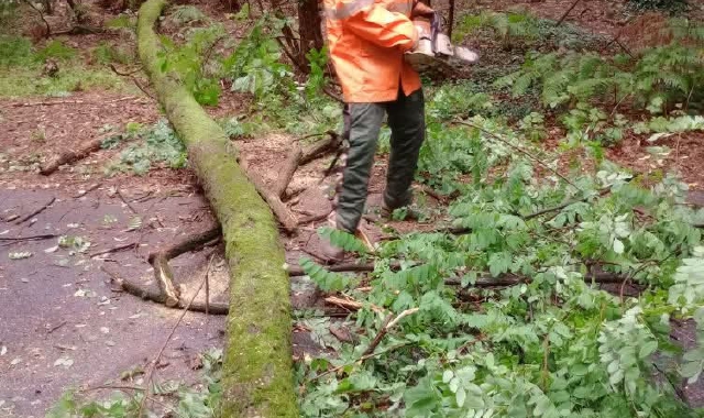 Due robinie di 16 metri crollano sulla strada