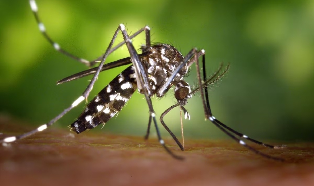 Dengue a Canegrate, via alla disinfestazione