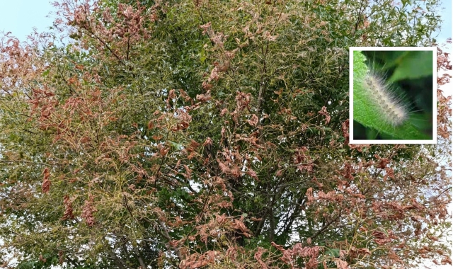 Un albero infestato e nel riquadro l’insetto ribattezzato gatta pelosa