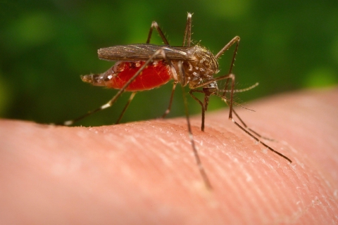 Encefalite da West Nile: ottantenne grave in ospedale