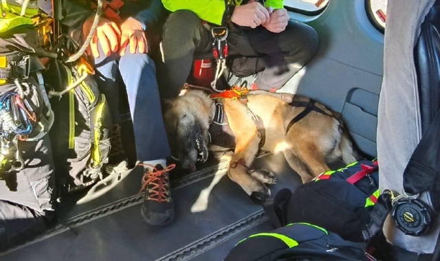 Cane morso da vipera: salvato dal Drago