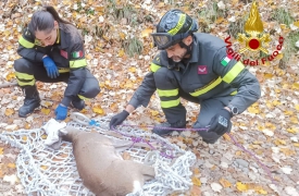 Capriolo ferito nei boschi di Velate: soccorso