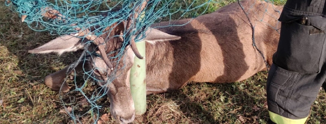 Cervo impigliato in una rete: soccorso alla Rasa