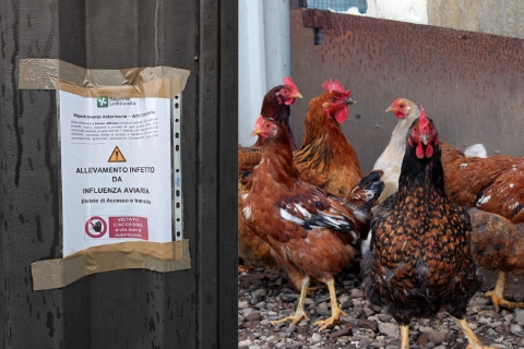 Aviaria in Valle Olona: «Evitiamo allarmismi»