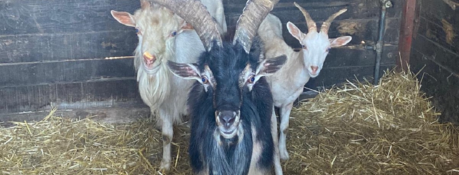 Le caprette bloccano i treni e costano al Comune