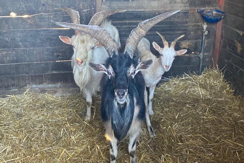 Le caprette bloccano i treni e costano al Comune