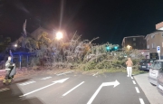 Tempesta di vento, crolla un albero in via Sanvito