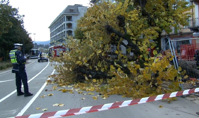 L’albero crollato a Verbania (foto Vco Azzurra Tv)