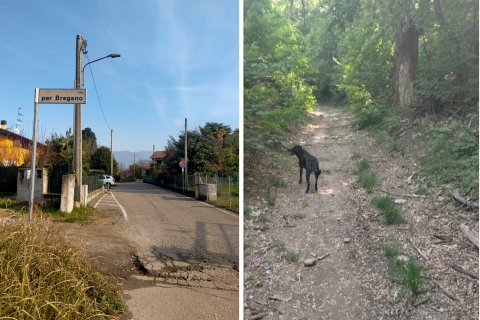 «Il mio cane ucciso da un cinghiale dietro casa»