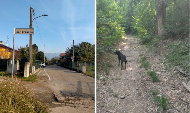 «Il mio cane ucciso da un cinghiale dietro casa»