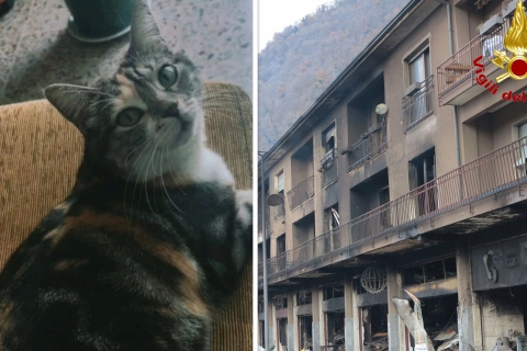Gattino scampato alle fiamme: appello per ritrovarlo