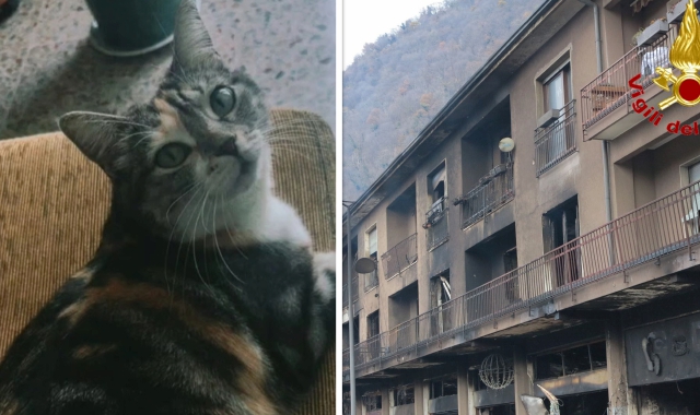 Gattino scampato alle fiamme: appello per ritrovarlo