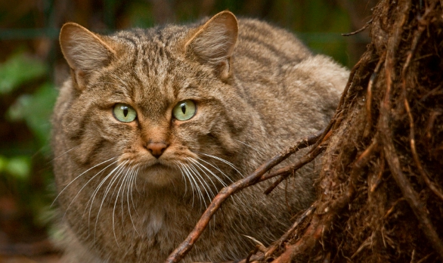 Giù le mani da Gatto Silvestro