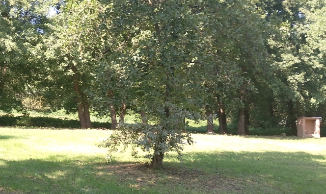 Un albero per ogni nato: nasce il giardino di Mercallo