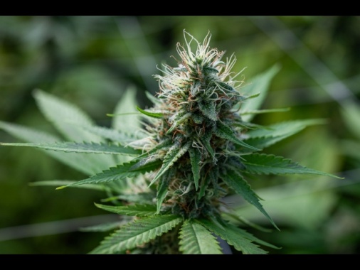 FdI, cannabis light torna legale, ma con maxitassa del 40%