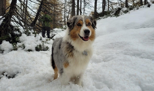 Tutti al Devero, tranne i cani
