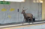 Cervo inseguito dal treno