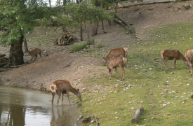 «Invece dei petardi usiamo la testa»: appello per proteggere gli animali del Rugareto