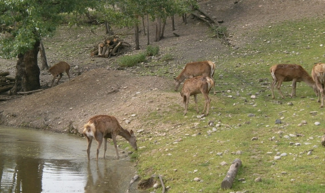 «Invece dei petardi usiamo la testa»: appello per proteggere gli animali del Rugareto