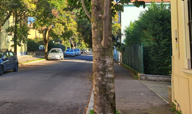 Piante da abbattere, motoseghe in arrivo