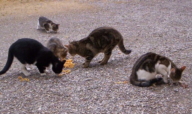 Sono oltre trenta gli esemplari che il Comune di Comabbio ha fatto sterilizzare