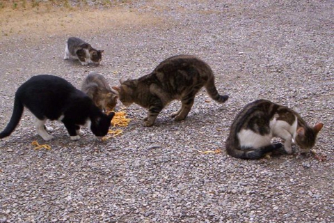 Paese invaso dai gatti: multe fino a 500 euro per chi li sfama