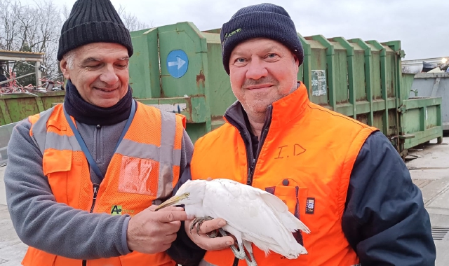 Airone in discarica: salvato dagli operatori