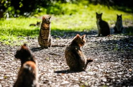 «Multare chi sfama i gatti randagi va contro la legge»