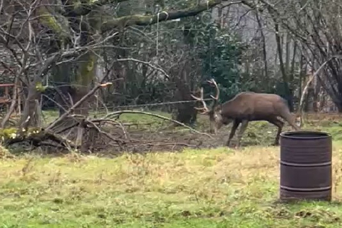 Impigliato in un cavo, cervo salvato