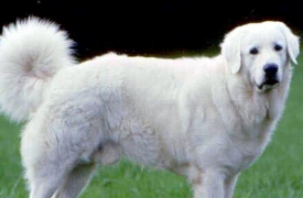 Cani da guardiania «aggressivi»: raccolta firme