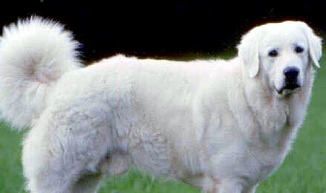 Cani da guardiania «aggressivi»: raccolta firme