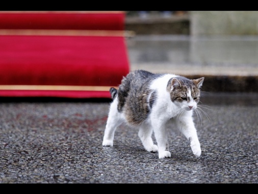 Il tramonto dei gatti di Downing Street, Larry compie 15 anni, addio a Palmerston