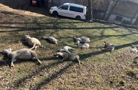 Undici ovini uccisi alla Rasa. Tra le ipotesi l’attacco di un lupo
