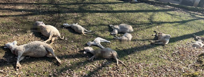 Tg Prealpina, pecore sbranate: l'ombra del lupo