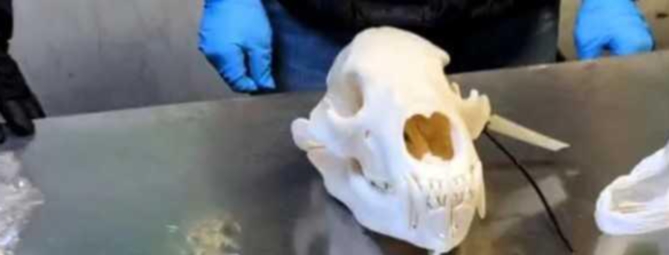 Malpensa: fermato col cranio di un orso