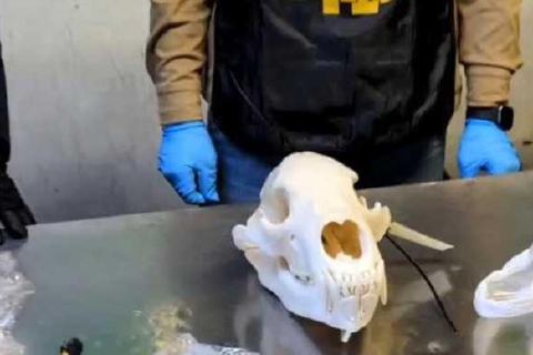 Malpensa: fermato col cranio di un orso