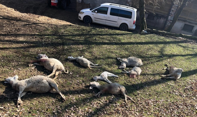 Strage di pecore. «Colletta per l’allevatrice»