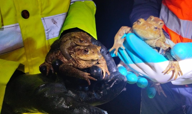 Rospi e rane a rischio: operazione salvataggio lungo la Statale