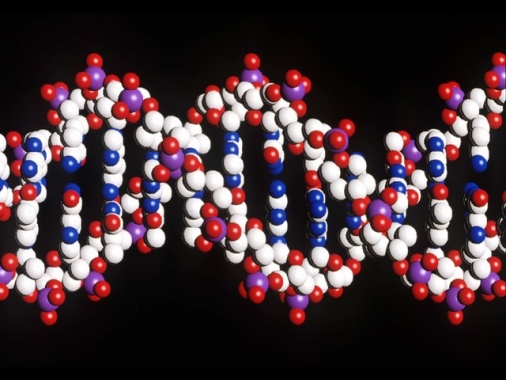 E' online la ChatGpt del Dna, scrive e analizza sequenze genetiche