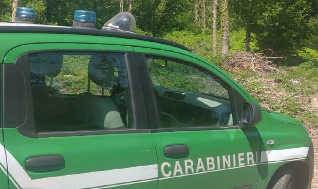 Cavalla trovata agonizzante: denunciata la proprietaria