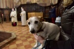 VARESE BENEDIZIONE DEGLI ANNIMALI E DEL PANE PER LA SAGRA DI SANT ANTONIO 2022