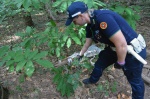 TRADATE OPERAZIONE ANTIDROGA ESEGUITA DALLA SEZIONE NARCOTICI SQUADRA MOBILE CON L�AUSILIO DEL REPARTO PREVENZIONE CRIMINE, CARABINIERI E POLIZIE LOCALI NELLA FOTO UNA SCALA RUDIMENTALE COSTRUITA DAGLI SPACCIATORI