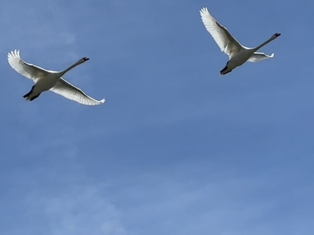 Cigni in volo