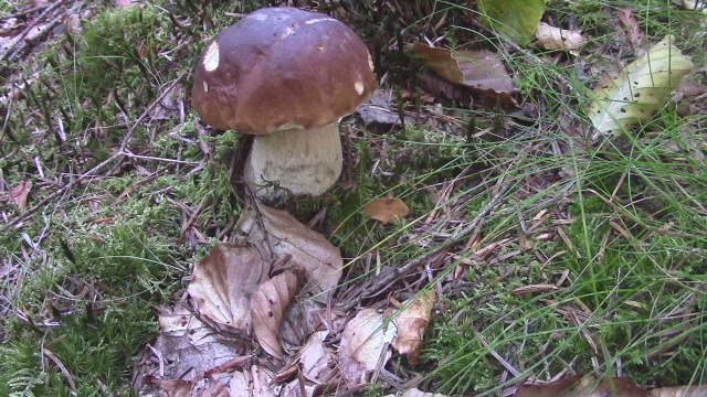 Fungo porcino