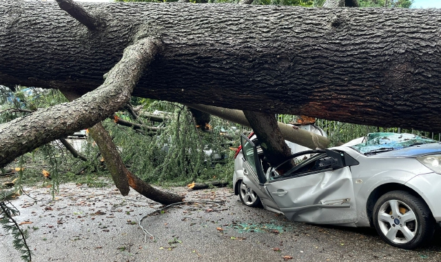 Auto schiacciate dalle piante a Varese