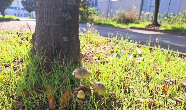 I funghi che crescono nel viale vicino alla casa dei due coniugi