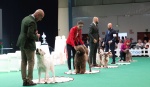 UN PO' DI STORIA: DALLA PRIMA FIERA MERCATO DEL CANE A INSUBRIA WINNER 3