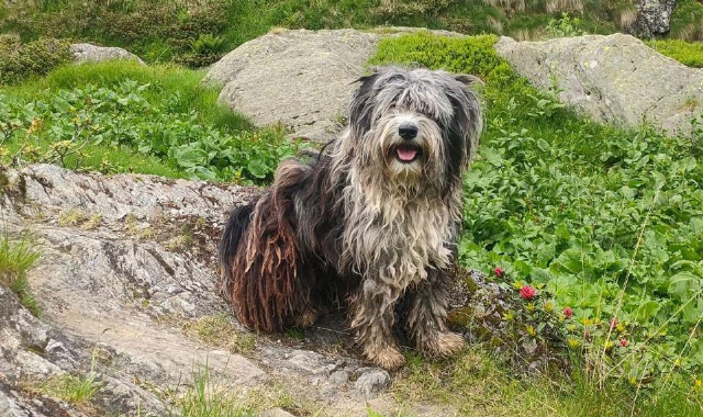 Il cane di Arnaldo Tosin