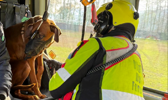 Il cane tratto in salvo dai vigili del fuoco